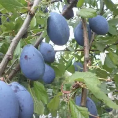 Слива ГИЛЬБЕРТ в Жодино