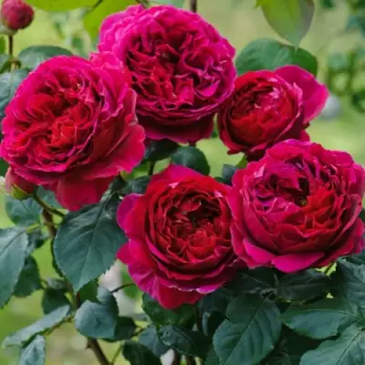 Роза КЕЙТ английская в Жодино