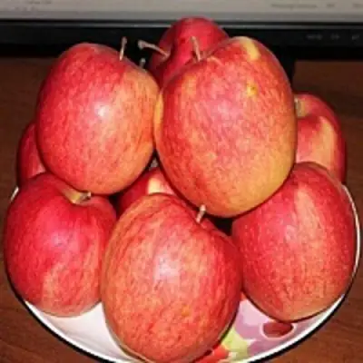 Яблоня ЛИГОЛ в Жодино