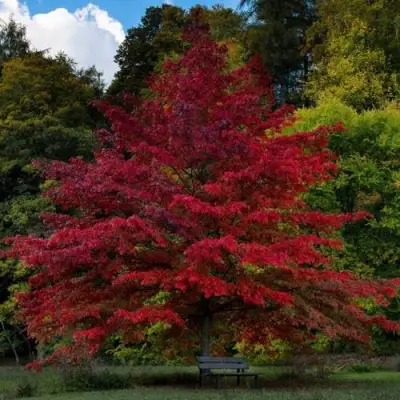 Дуб болотный в Жодино