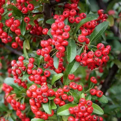 Пираканта РЕД КУИШОН в Жодино