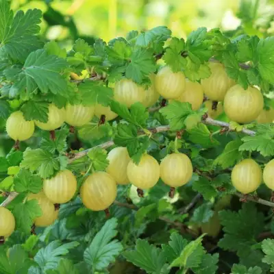 Крыжовник БЕРИЛЛ в Жодино