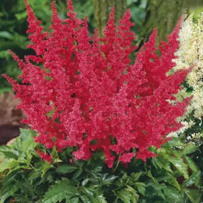 Астильба МОНТГОМЕРИ японская в Жодино