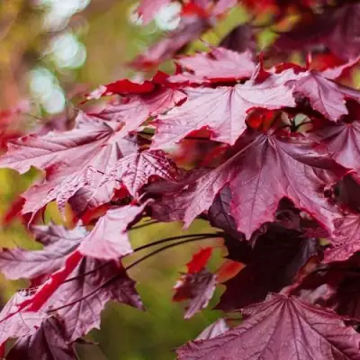 Клен РОЯЛ РЕД остролистный в Жодино