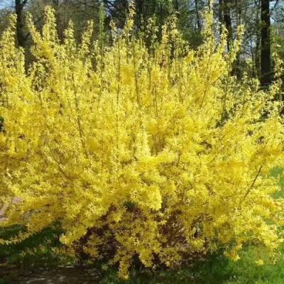 Форзиция ФОРЧУНА в Жодино