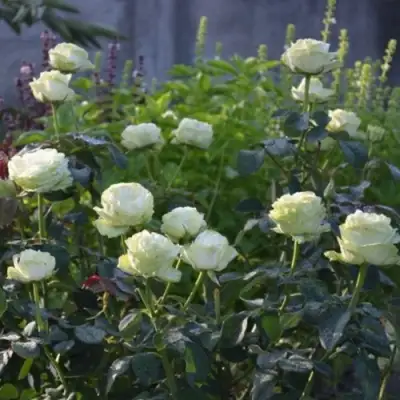 Роза ВАКАНА японская в Жодино