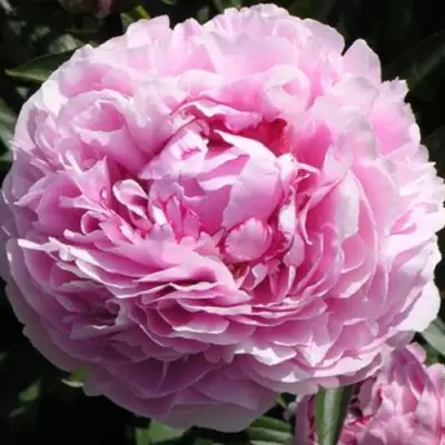 Пион ША-ЛА травянистый в Жодино