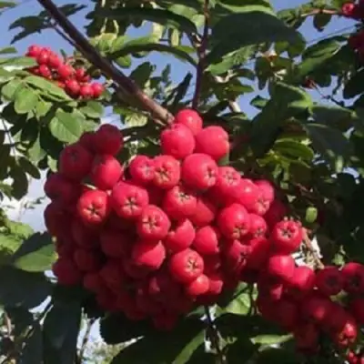 Рябина МОРАВСКАЯ сладкоплодная в Жодино