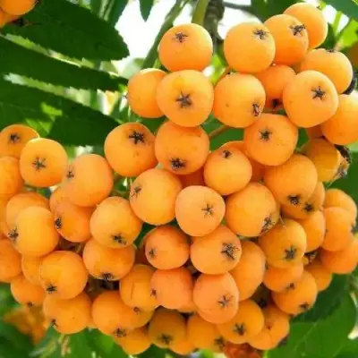 Рябина НЕВЕЖИНСКАЯ ЖЕЛТАЯ сладкоплодная в Жодино