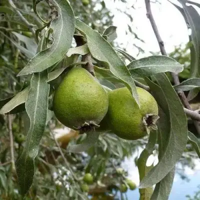 Груша ИВОЛИСТНАЯ в Жодино