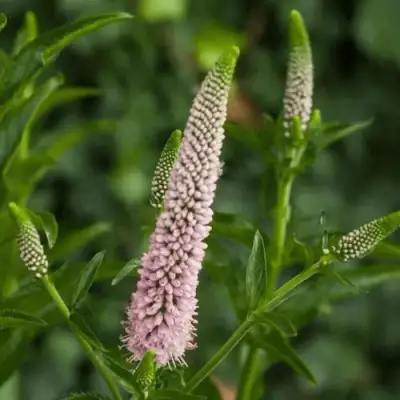 Вероника ФЕСТ ЧОЙС длиннолистная в Жодино