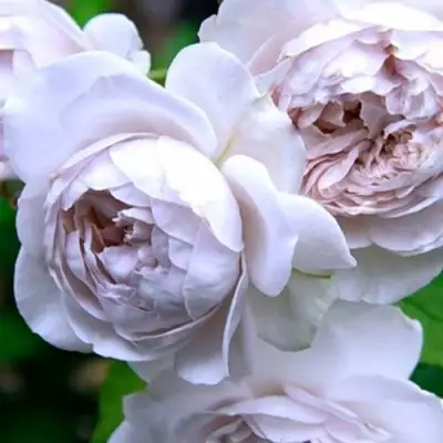 Роза ГРИЗЕЛИС шраб в Жодино