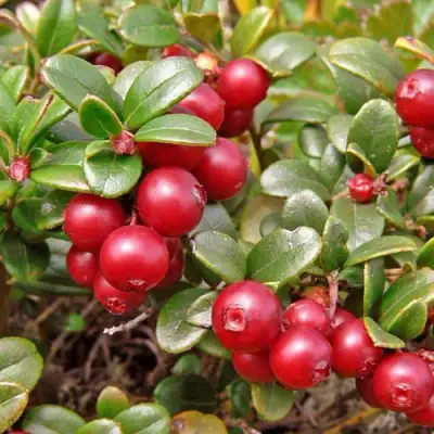 Брусника садовая АМЕРЛАНД в Жодино