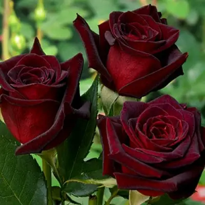 Роза ЧЕРНАЯ МАГИЯ чайно-гибридная в Жодино