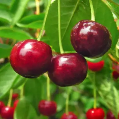 Вишня УЙФЕХЕРТОЙ ФЮРТОШ в Жодино