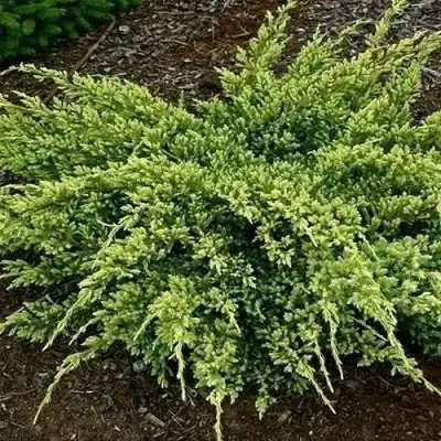 Можжевельник ДРИМ ДЖОЙ чешуйчатый в Жодино