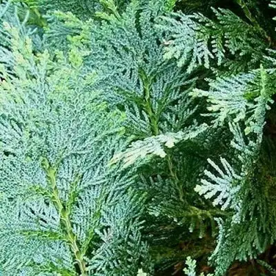 Кипарисовик КОЛУМНАРИС лавсона в Жодино