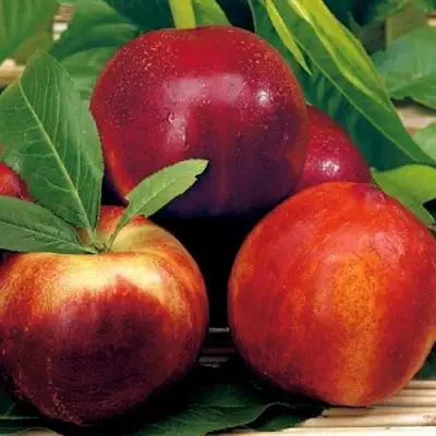 Нектарин СТАРК РЕД ГОЛД в Жодино