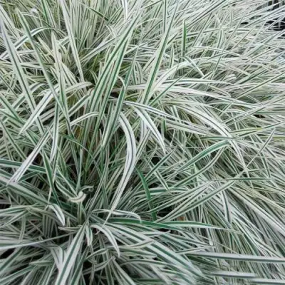 Райграс ВАРИЕГАТТА бульбоносный в Жодино