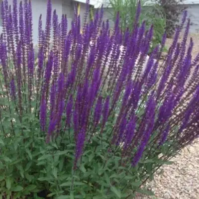 Шалфей КАРАДОНА в Жодино