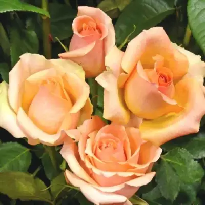 Роза ВЕРСИЛИЯ чайно-гибридная в Жодино