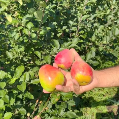 Яблоня КАНДИЛЬ БАГРЯНЫЙ в Жодино