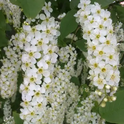 Черемуха САМОПЛОДНАЯ в Жодино