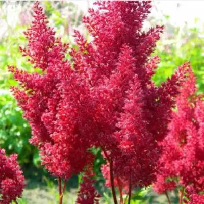 Астильба СКАЙСКРЕЙПЕР китайская в Жодино