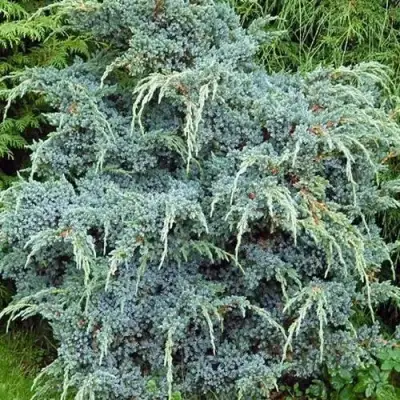 Можжевельник БЛЮ АЛЬПС китайский  в Жодино