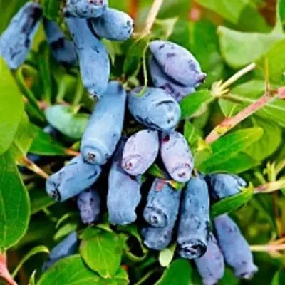 Жимолость съедобная БАКЧАРСКИЙ ВЕЛИКАН в Жодино