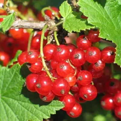 Смородина красная РАЧКОВСКАЯ в Жодино