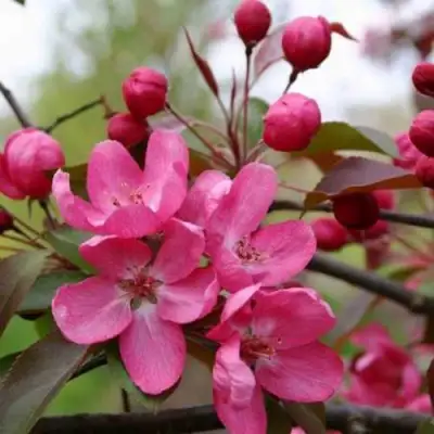 Яблоня РУДОЛЬФ декоративная  в Жодино