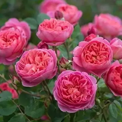 Роза БЕНДЖАМИН БРИТТЕН шраб в Жодино