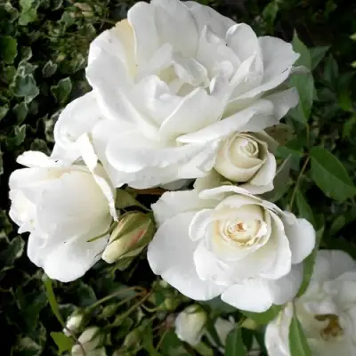 Роза АЙСБЕРГ флорибунда в Жодино