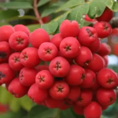 Рябина АЛАЯ КРУПНАЯ сладкоплодная в Жодино