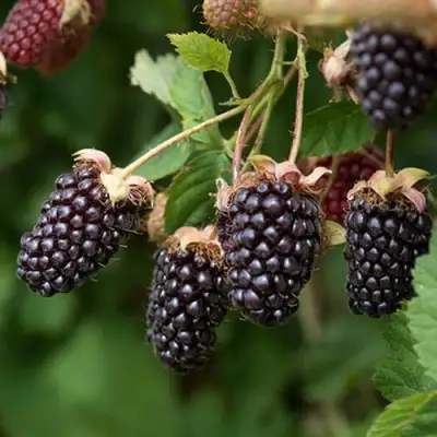 Ежемалина БОЙСЕНБЕРРИ в Жодино
