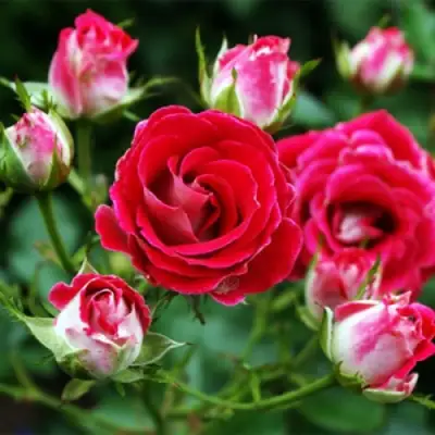 Роза ШОНЕ КОБЛЕНЦЕРИН флорибунда в Жодино