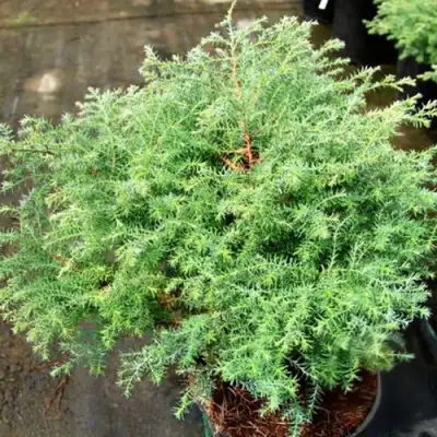 Кипарисовик СКВАРРОЗА горохоплодный в Жодино