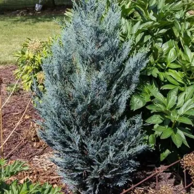 Кипарисовик ДАРТС БЛЮ РИББОН лавсона в Жодино