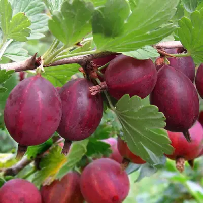 Крыжовник ХИННОМАКИ РОТ в Жодино