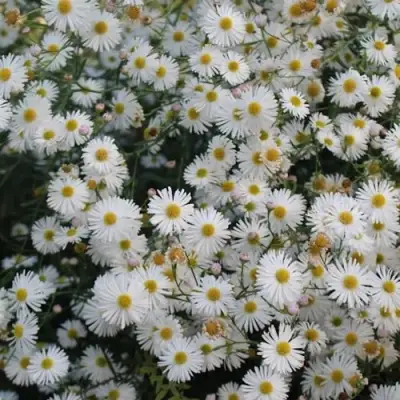 Болтония СНОУБЭНК в Жодино