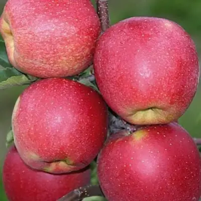 Яблоня ЧЕМПИОН в Жодино