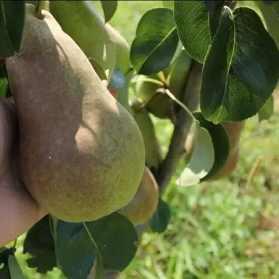 Груша БРЯНСКАЯ КРАСАВИЦА в Жодино