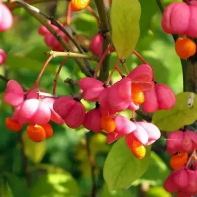 Бересклет ЕВРОПЕЙСКИЙ в Жодино