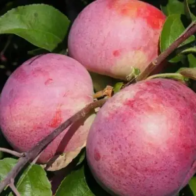 Яблоня БЕЛОРУССКОЕ МАЛИНОВОЕ в Жодино