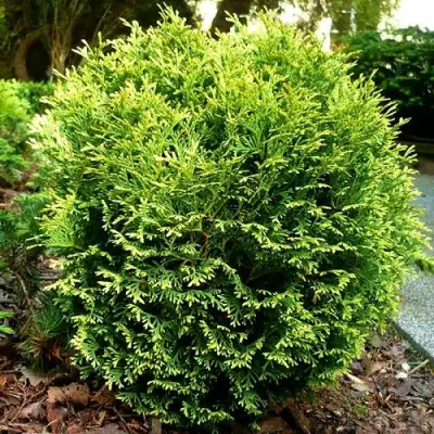 Туя ВОТЕРФИЛД западная в Жодино