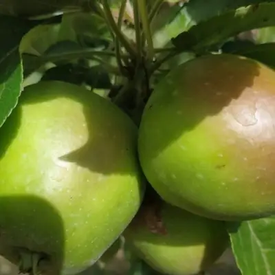 Яблоня ПАМЯТЬ СИКОРЫ в Жодино