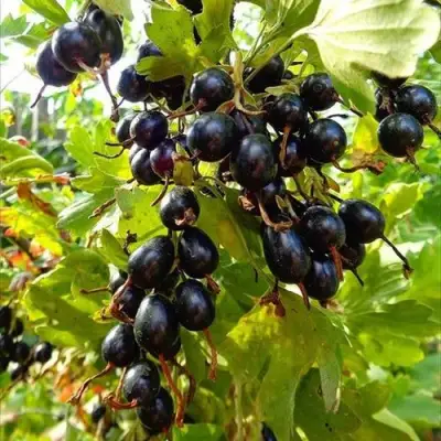 Смородина золотистая ОВАЛЬНАЯ в Жодино