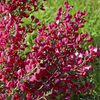 Ракитник БОСКОП РУБИ  в Жодино