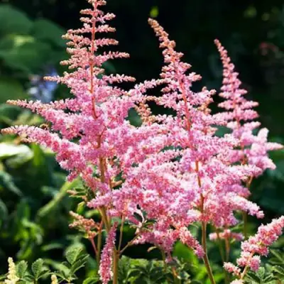 Астильба ЭДЕНС ОДИССЕЙ Арендса в Жодино